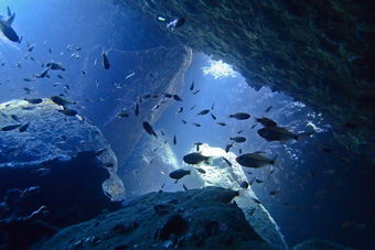 Diving in Koh Tao and Samui on Red Rock dive site through the cave 
