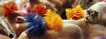 Little underwater beauty on Koh Tao, Thailand: Christmas Tree Worms make dive site Twins so colorful