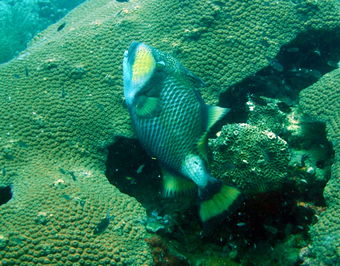 Diving in Koh Tao on Japanese Garden with Titan Triggerfish